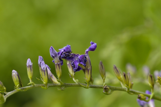 Fleurs Nanthawan Aout 2010-029